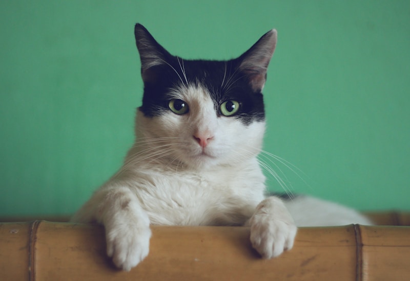 Balinese Cat