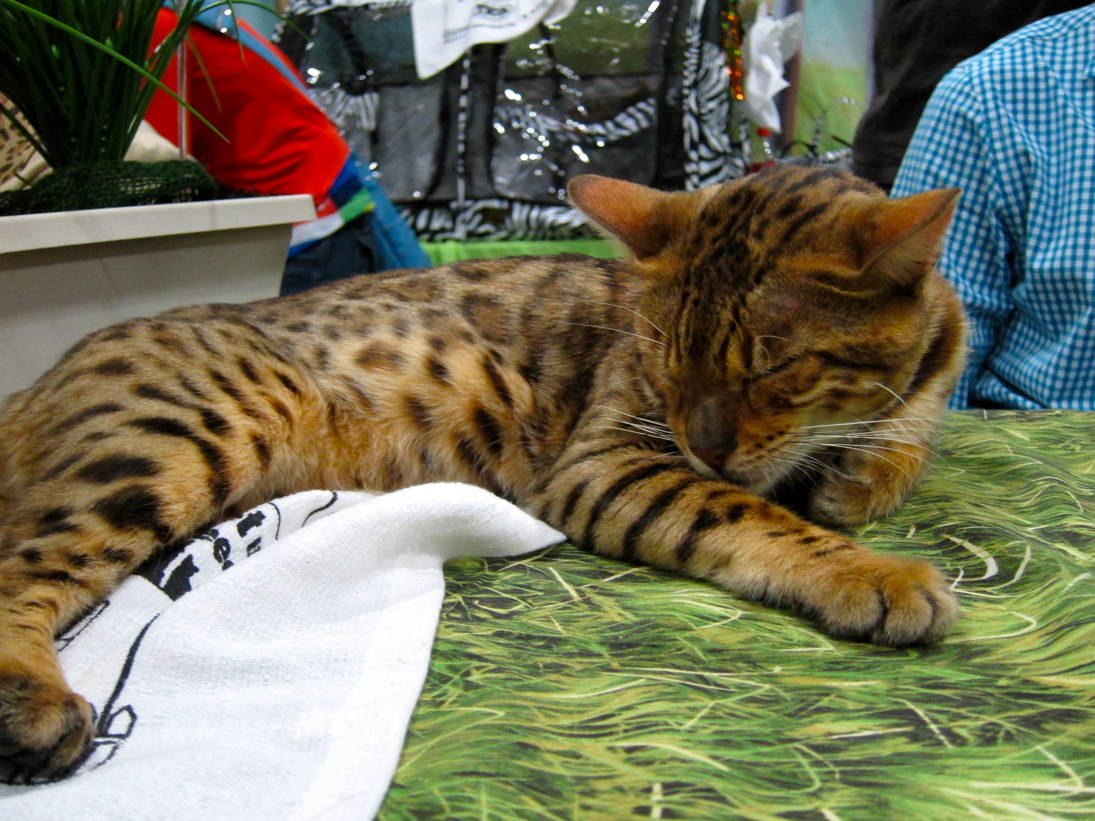 Bengal Cat