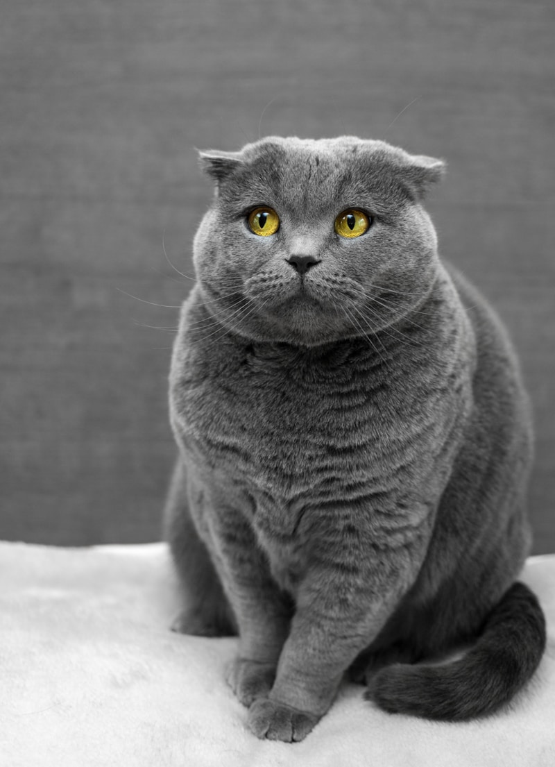 Devon Rex