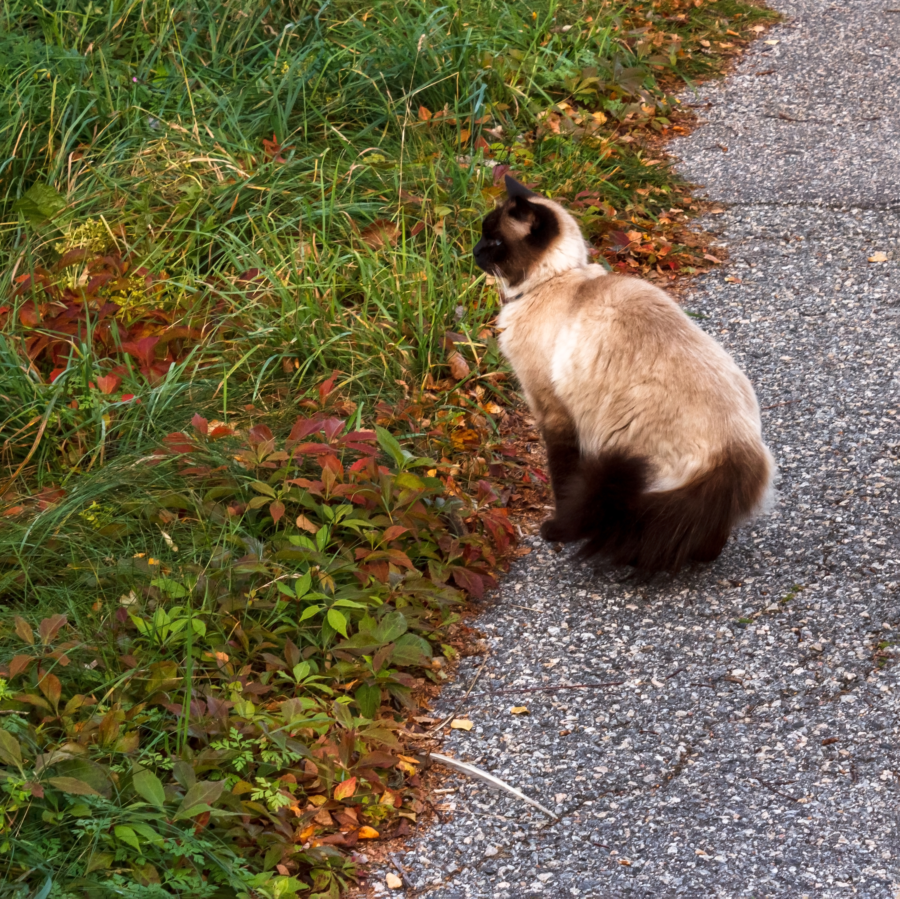 Javanese Cat