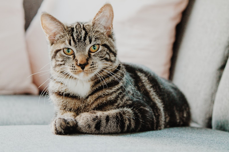 Oriental Shorthair