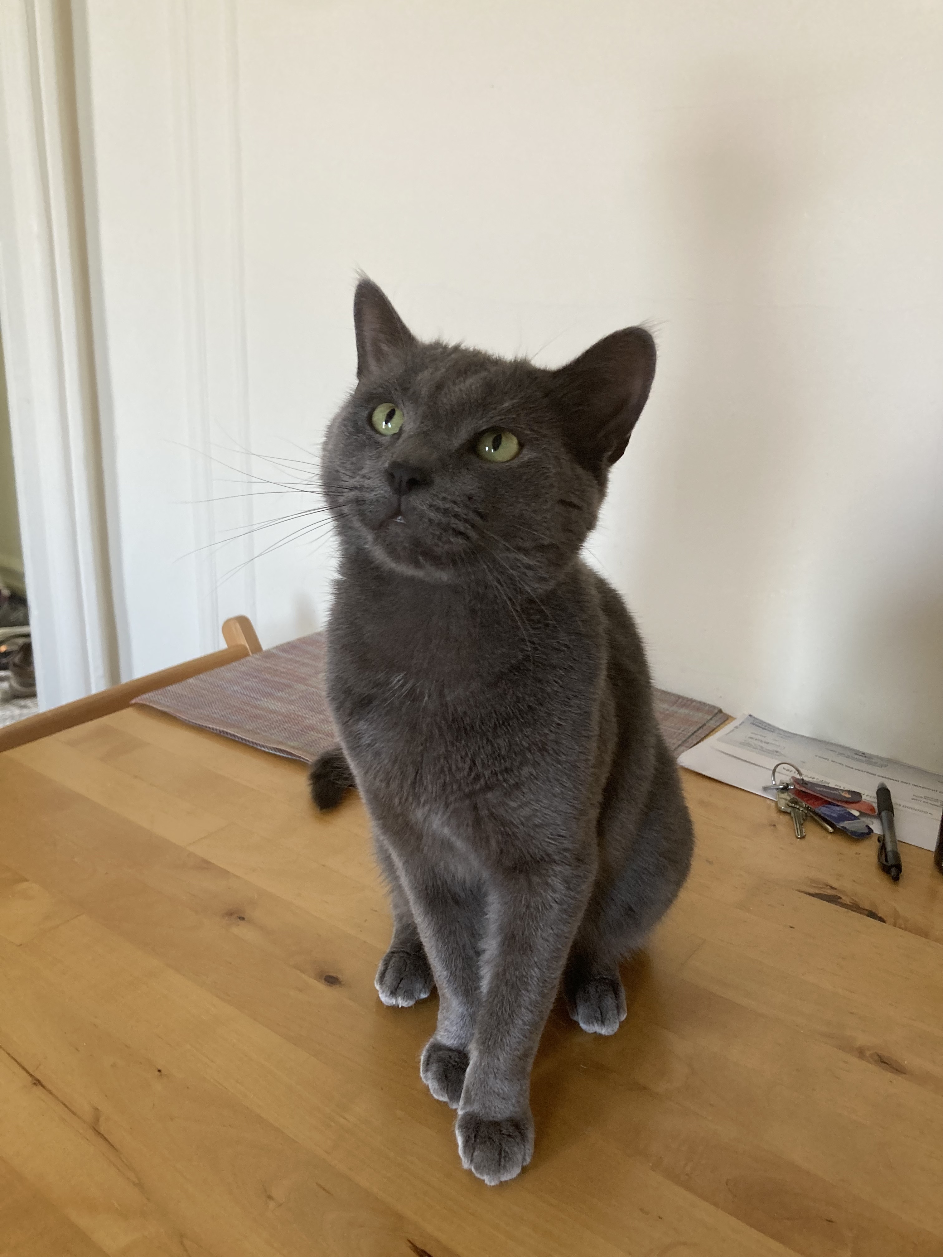 Russian Blue