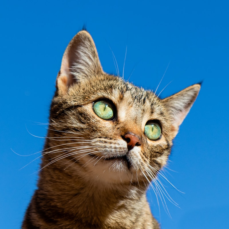 Siberian Cat